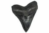 Serrated, Fossil Megalodon Tooth - South Carolina #362239-1